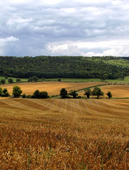 Photo Harvesting Fields